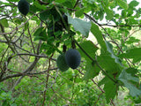 Passiflora sicyoides | 5_Seeds