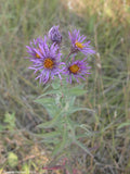 Symphyotrichum sericeum |  Silky Aster | 20_Seeds