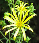 Silphium trifoliatum | Whorled-Rosinweed | Three leaved Rosinweed | 50_Seeds