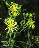 Silphium trifoliatum | Whorled-Rosinweed | Three leaved Rosinweed | 50_Seeds