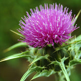 Silybum marianum | Milk Thistle | St. Marys Thistle | 10_Seeds