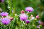 Silybum marianum | Milk Thistle | St. Marys Thistle | 10_Seeds