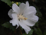 Hibiscus syriacus Snow Drift | White Rose of Sharon | Shrub Althea | 20_Seeds