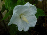 Hibiscus syriacus Snow Drift | White Rose of Sharon | Shrub Althea | 20_Seeds
