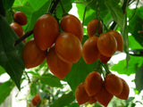 Solanum betaceum Yellow Fruit | Tamarillo | Tree Tomato | 20_Seeds