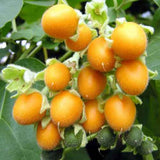 Solanum betaceum Yellow Fruit | Tamarillo | Tree Tomato | 20_Seeds