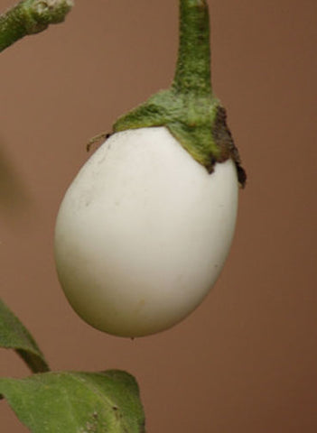 Solanum ovigerum | Easter Egg Plant | 5_Seeds
