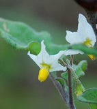 Solanum villosum aureum | Golden Pearls & Wonderberry | 20_Seeds