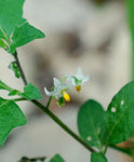 Solanum villosum aureum | Golden Pearls & Wonderberry | 20_Seeds