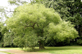 Styphnolobium japonicum | Japanese Pagoda & Chinese Scholar Tree | 5_Seeds
