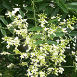Styphnolobium japonicum | Japanese Pagoda & Chinese Scholar Tree | 5_Seeds