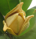 Annona muricata | Soursop | Dutch Durian | Guanabana  | 5_Seeds