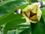 Annona muricata | Soursop | Dutch Durian | Guanabana  | 5_Seeds