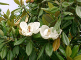 Magnolia grandiflora | Southern Magnolias | Bull Bay | 10_Seeds