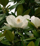 Magnolia grandiflora | Southern Magnolias | Bull Bay | 10_Seeds