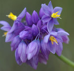 Sowerbaea juncea | Vanilla Rush Lily | 50_Seeds