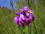 Sowerbaea juncea | Vanilla Rush Lily | 50_Seeds