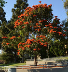 Spathodea campanulata | African Tulip Tree | Flame of The Forest | 20_Seeds