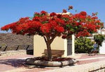 Spathodea campanulata | African Tulip Tree | Flame of The Forest | 20_Seeds