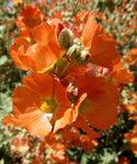 Sphaeralcea ambigua | Globe Desert Mallow | 10_Seeds