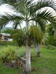 Hyophorbe verschaffeltii | Spindle Palm | 10_Seeds