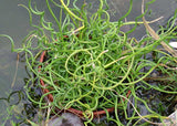 Juncus effusus spiralis | Corkscrew Rush | Twisted Arrows | 100_Seeds