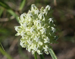 Asclepias stenophylla | Slimleaf Milkweed | 10_Seeds