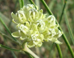 Asclepias stenophylla | Slimleaf Milkweed | 10_Seeds