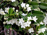 Stephanotis floribunda | Madagascar Jasmine | Waxflower | 5_Seeds