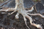 Sterculia urens | Ghost Tree | Kulu | Indian Tragacanth | Gum Karaya | | 5_Seeds