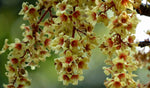 Sterculia villosa | Elephant Rope Tree|Hairy-Sterculia | Sardol | Udal | 5_Seeds