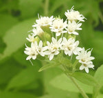 Stevia rebaudiana | Sweet Herb of Paraguay | Sweetleaf | 50_Seeds