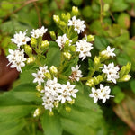 Stevia rebaudiana | Sweet Herb of Paraguay | Sweetleaf | 50_Seeds