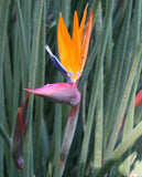 Strelitzia juncea | Narrow Leaved Bird of Paradise | Crane Flower | 20_Seeds