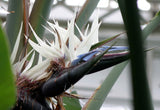 Strelitzia nicolai | Giant Bird of Paradise | Wild Banana | 5_Seeds
