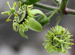 Passiflora suberosa | Cork Bark Passionflower | Devils Pumpkin | 5_Seeds