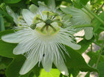 Passiflora subpeltata | White Passion Flower | 5_Seeds