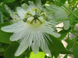 Passiflora subpeltata | White Passion Flower | 5_Seeds