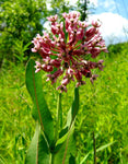 Asclepias sullivantii | Prairie Milkweed | 20_Seeds