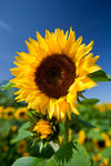 Helianthus annuus | Common Sunflower | 50_Seeds