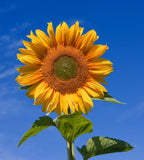 Helianthus annuus | Common Sunflower | 50_Seeds