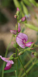 Swainsona galegifolia | Smooth Darling Pea | 50_Seeds