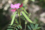 Swainsona galegifolia | Smooth Darling Pea | 50_Seeds