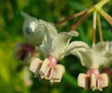 Gomphocarpus fruticosus | Swan Plant Milkweed | Tennis Ball Bush | 10_Seeds