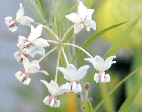 Gomphocarpus fruticosus | Swan Plant Milkweed | Tennis Ball Bush | 10_Seeds