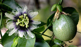 Passiflora edulis sweetheart | 20_Seeds