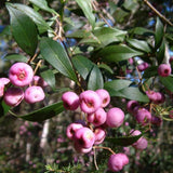 Syzygium smithii | Lilly Pilly | Monkey Apple | Acmena Eugenia | 10_Seeds
