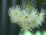 Syzygium smithii | Lilly Pilly | Monkey Apple | Acmena Eugenia | 10_Seeds
