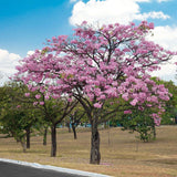 Tabebuia rosea | Apamate | Pink Poui | Pink Tecoma |Rosy Trumpet Tree | 20_Seeds