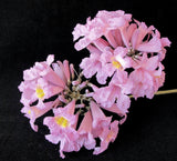 Tabebuia rosea | Apamate | Pink Poui | Pink Tecoma |Rosy Trumpet Tree | 20_Seeds